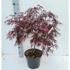 Acer palmatum Inaba-shidare