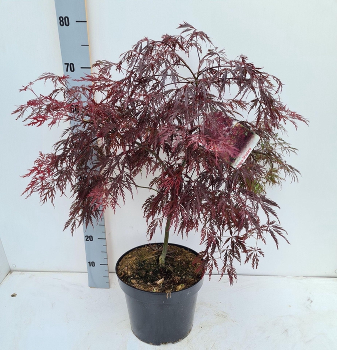 Acer palmatum Inaba-shidare