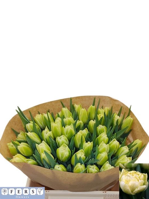 <h4>TU DU AVANT GARDE</h4>