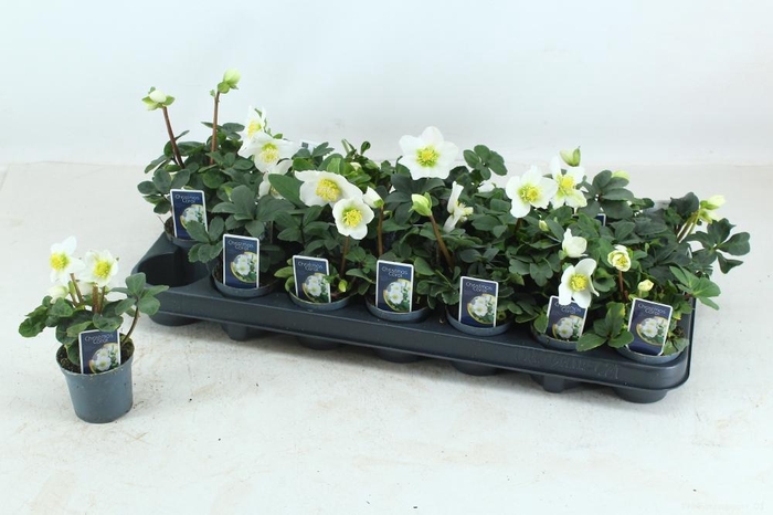 <h4>HELL NI CHR CAROL</h4>