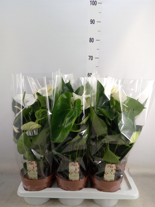 <h4>Anthurium andr. 'Alpine'</h4>