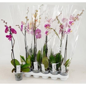 PHAL GEM