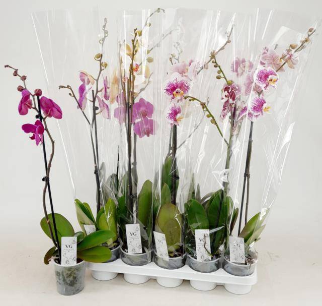 <h4>PHAL GEM</h4>