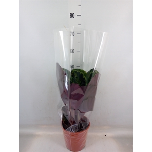 Calathea   ...mix