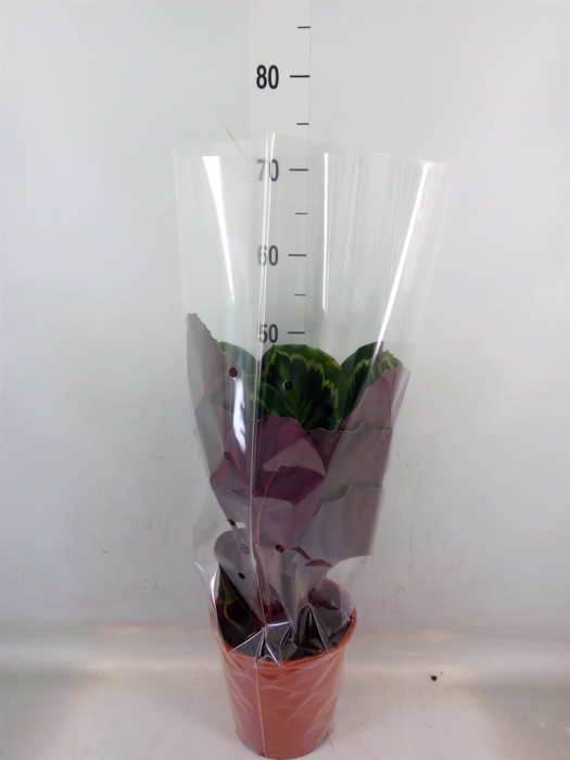 <h4>Calathea   ...mix</h4>