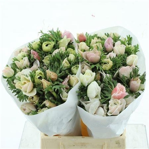 Anem Mistral White Super