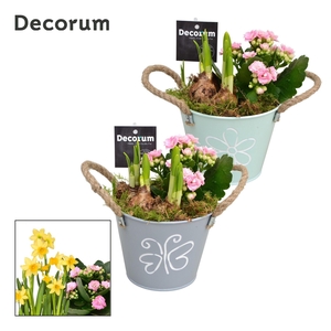 Calandiva & Narcis Bucket Maxi GM HL20647