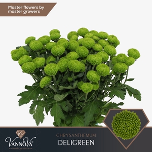 CHR T DELIGREEN