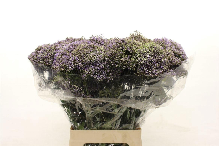 <h4>TRACH BLUE SHINE</h4>