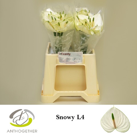 <h4>Anthurium Snowy</h4>