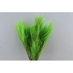 Pres Helecho Apple Green Bunch