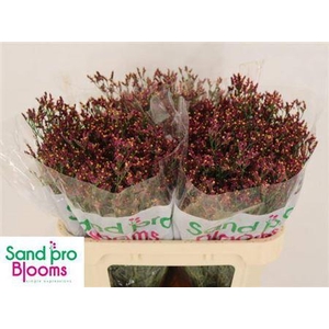 Lim Sin Scarlet Diamond