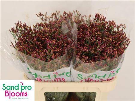 <h4>Lim Sin Scarlet Diamond</h4>