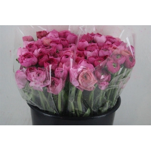 Ran Elegance Pink Dark