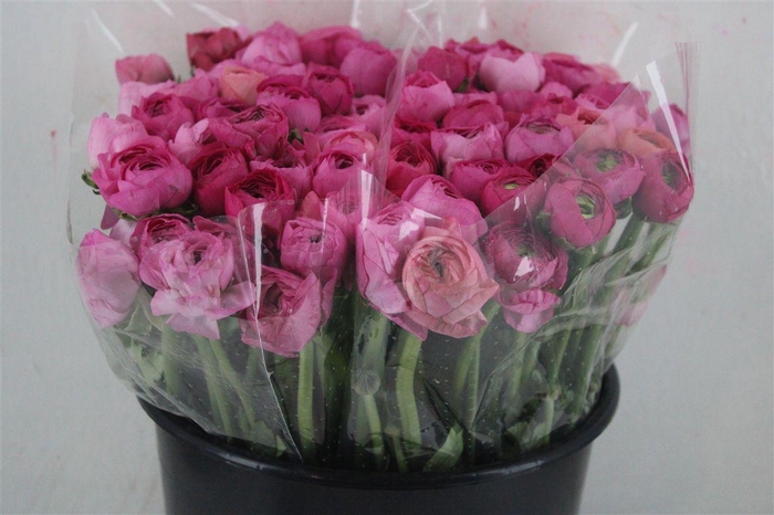 <h4>Ran Elegance Pink Dark</h4>