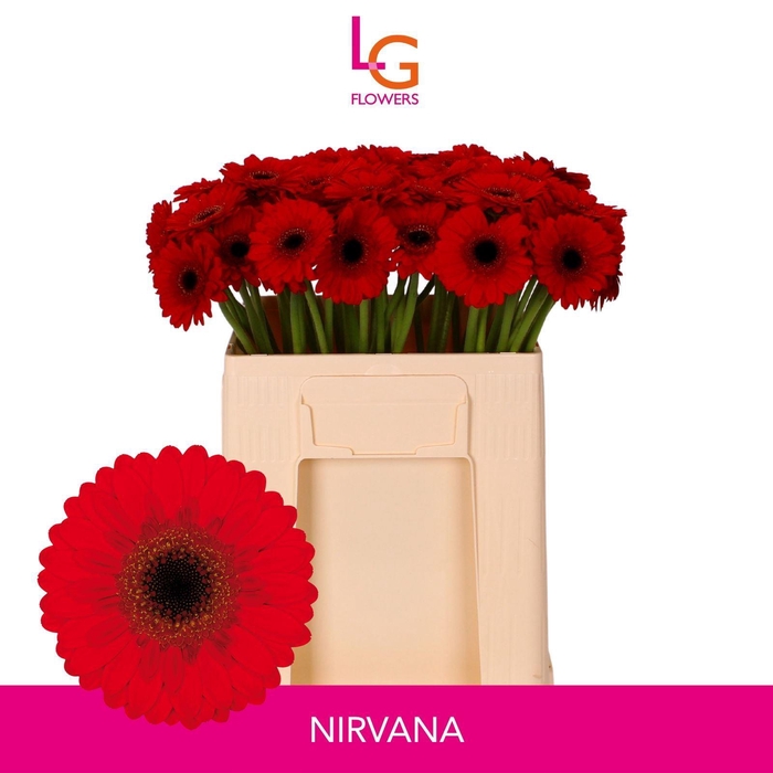 <h4>GERMINI NIRVANA</h4>