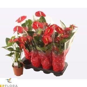 ANTHU A JAMBO RED