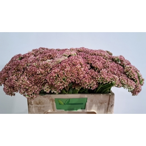 SEDUM SPECTABILE