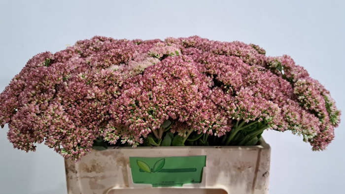 SEDUM SPECTABILE