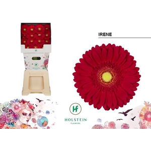 Gerbera Irene Diamond