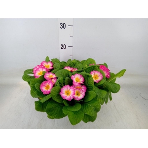 Primula ac. 'Bonneli'