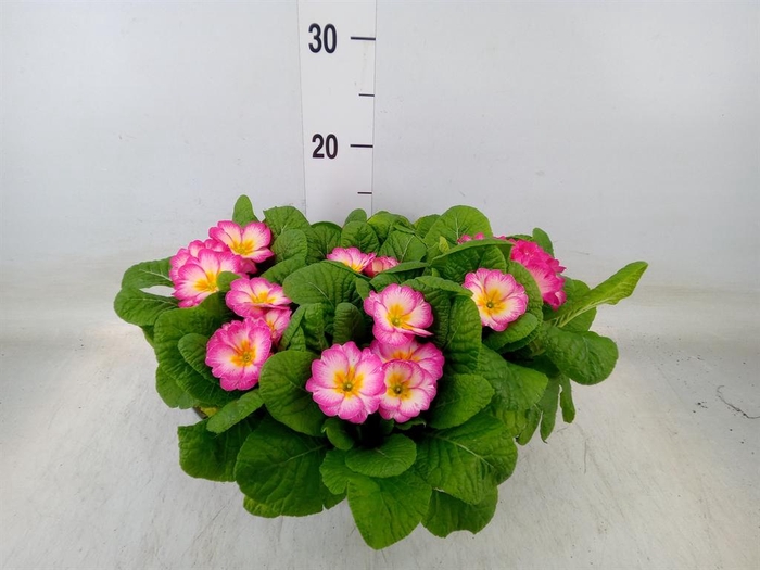 <h4>Primula ac. 'Bonneli'</h4>