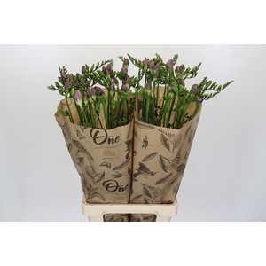 Freesia One Blue XXL