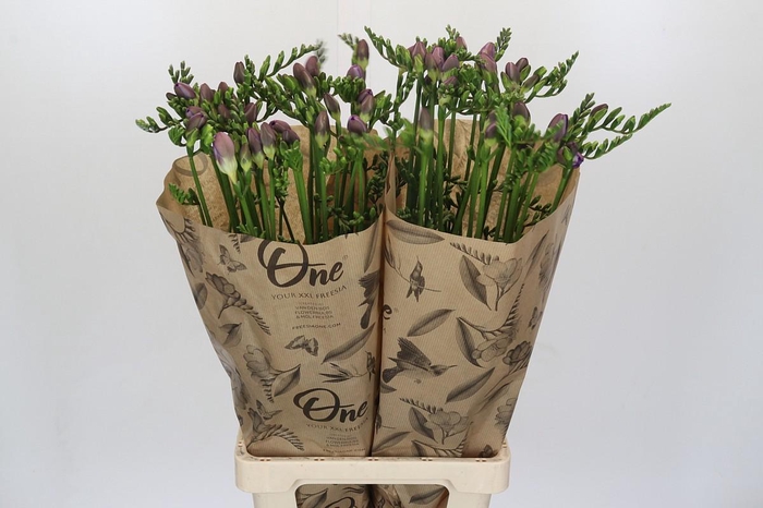 Freesia One Xxl Blue