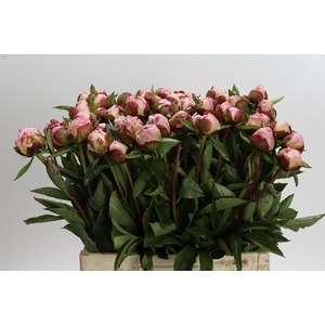Paeonia Gardenia