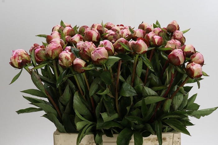 <h4>Paeonia Gardenia</h4>