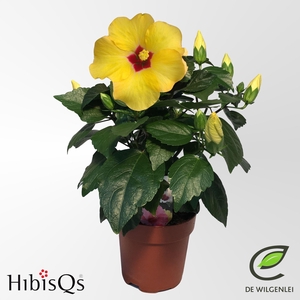 Hibiscus Adonicus Yellow