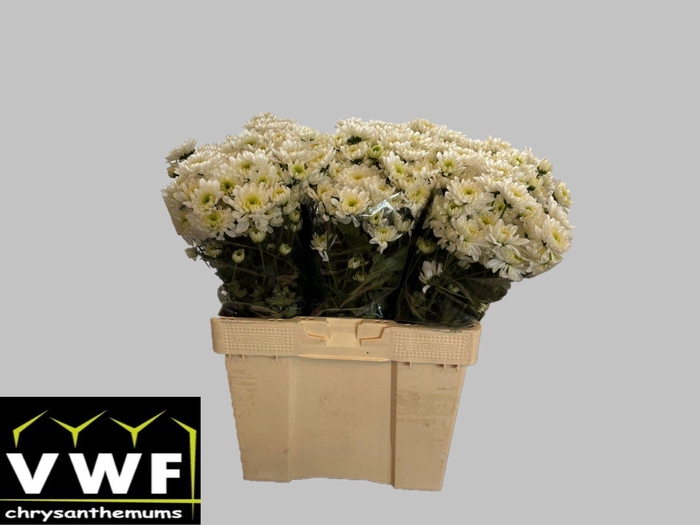 <h4>CHR T ALTAJ</h4>