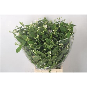 Philadelphus Per Bunch