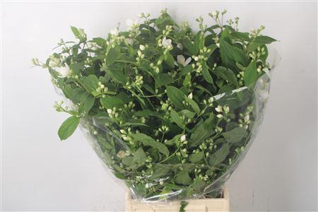 Philadelphus Per Bunch