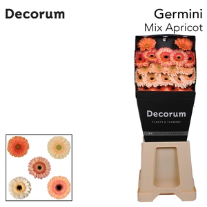 Germini Mix Apricot Diamond