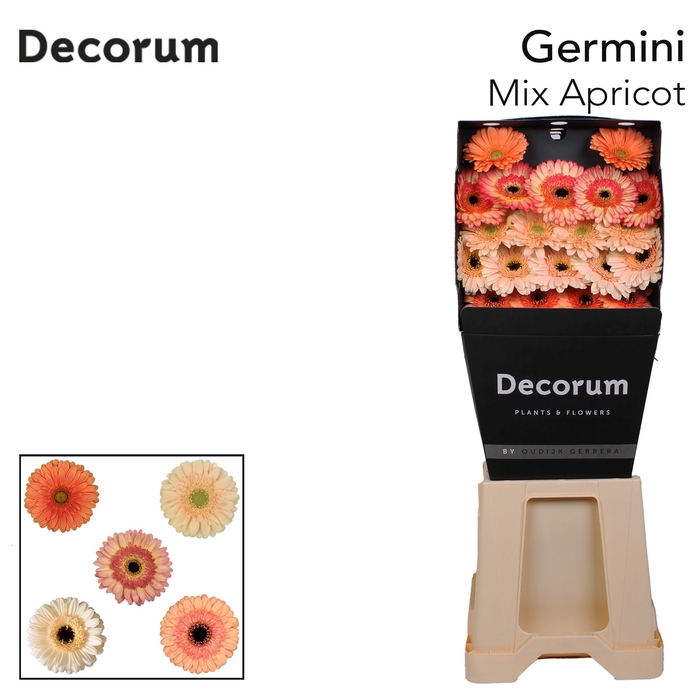 <h4>Germini Mix Apricot Diamond</h4>