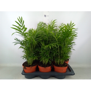 Chamaedorea elegans