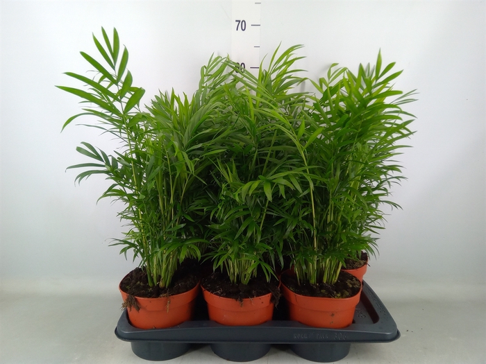 <h4>Chamaedorea elegans</h4>