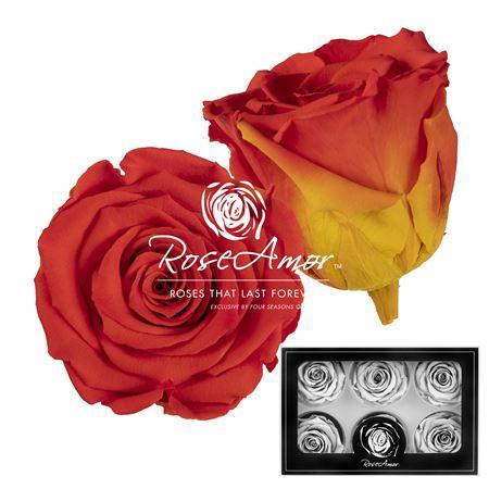 <h4>Lplus Bic03</h4>