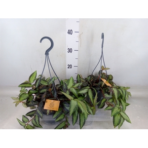 Planten   ... L%