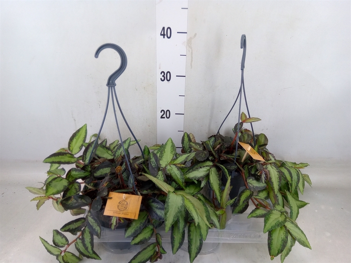 <h4>Planten   ... L%</h4>