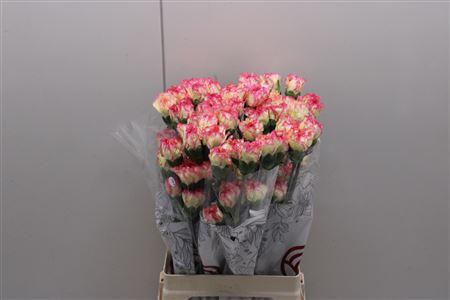 <h4>Di St Ali Baba</h4>