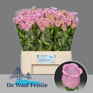 Camp M Pearl Pink 60cm