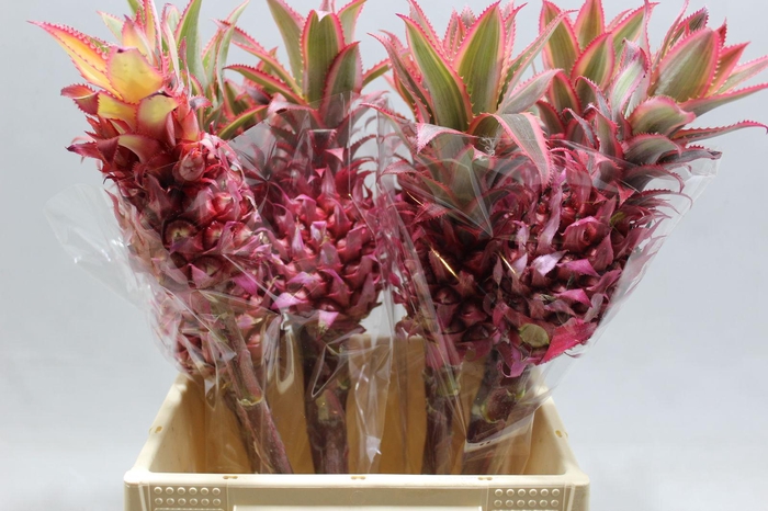 <h4>Ananas Medium</h4>