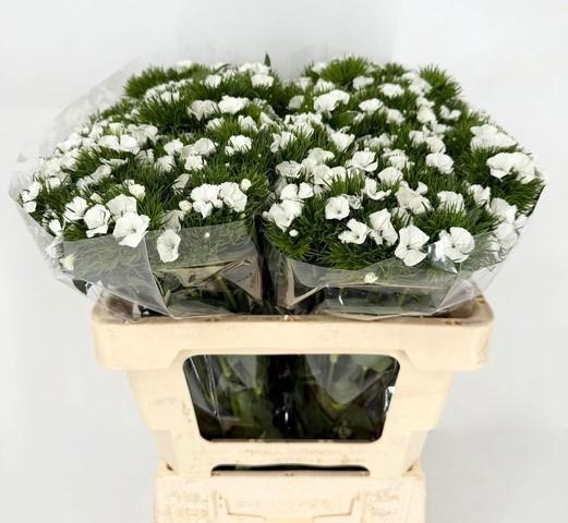 <h4>Dianthus Br Duke</h4>