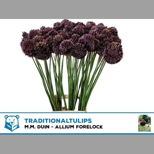 ALLIUM FORELOCK