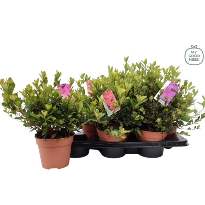 <h4>Azalea jap. Mix Tray P15</h4>