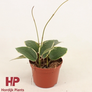 Hoya Latifolia Albomarginata P12