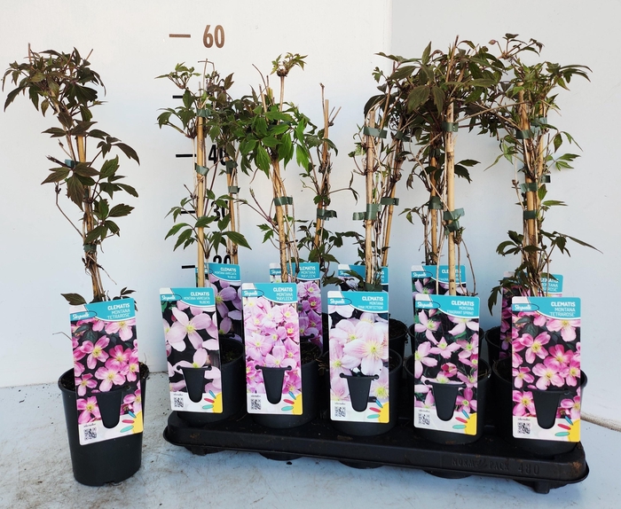 <h4>CLEM MONTANA</h4>