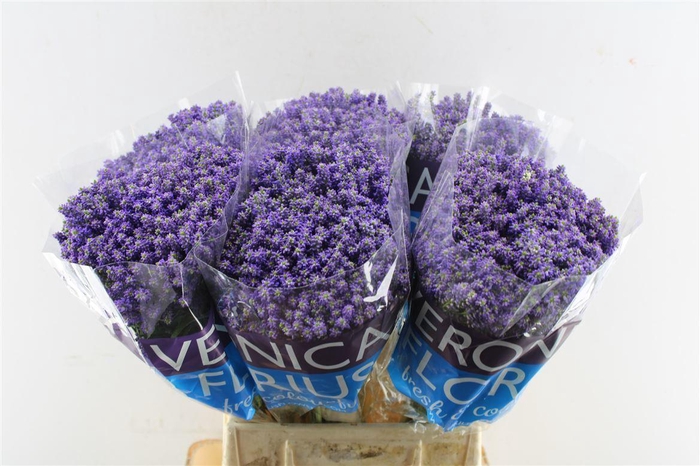 <h4>Veronica Smart Fountain Blue</h4>